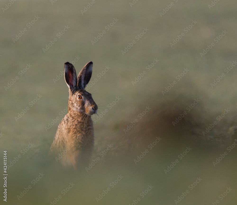 Field hare Field hare