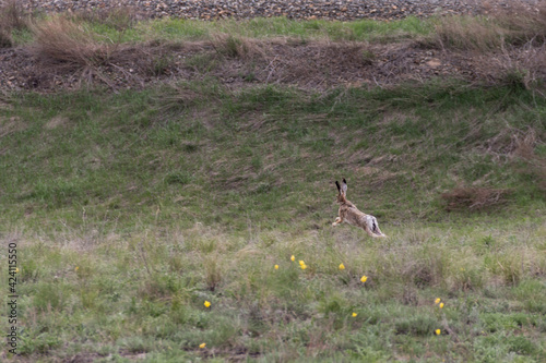 Obraz na plátně a cowardly hare runs across the field, a frightened wild hare runs away, summer