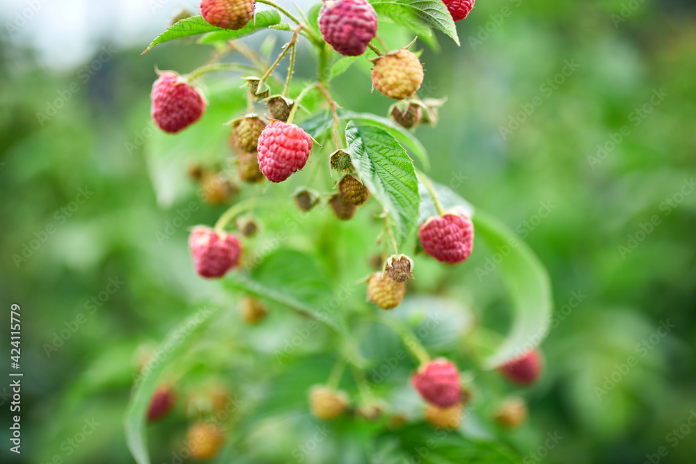 Ripe red raspberry in the fruit garden, raspberry bushes with ripe berries, summer or autumn harvest.. Ripe red raspberry in the fruit garden, raspberry bushes with ripe berries, summer or autumn harvest..