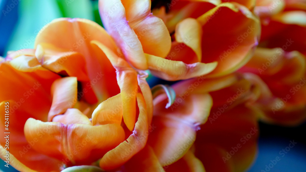 Flowers of orange and yellow red tulips in a sunny international women's day or mother's day Flowers of orange and yellow red tulips in a sunny international women's day or mother's day