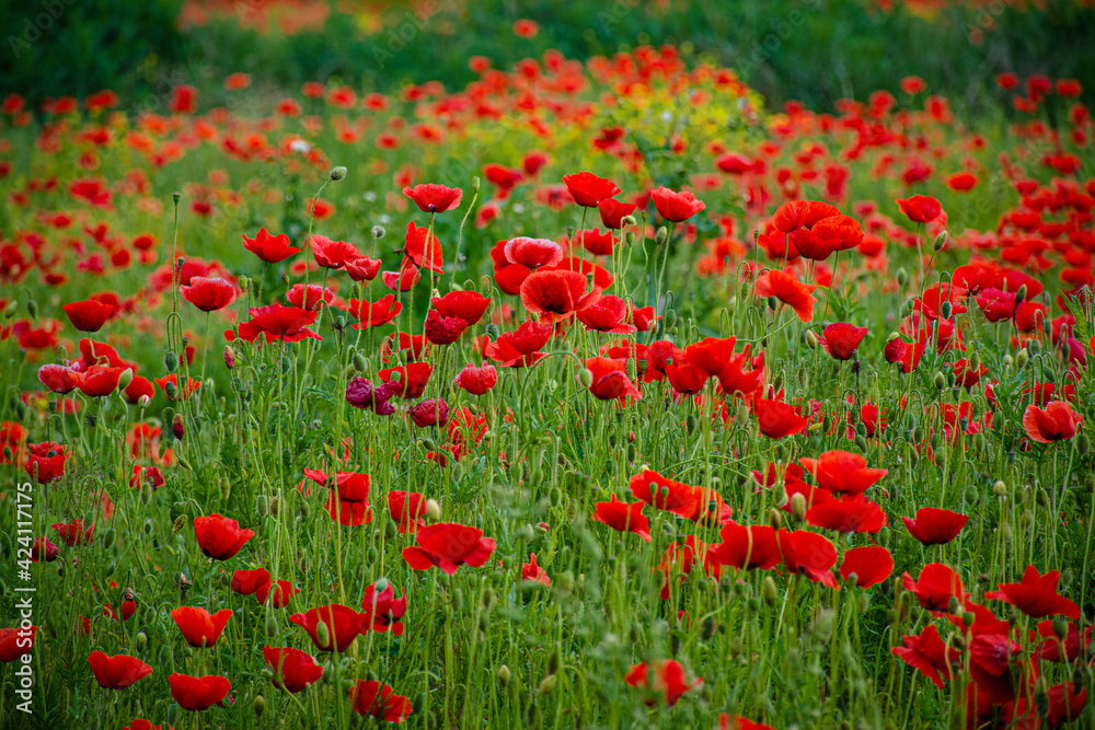 Flowers Red poppies blossom on wild field. Photo