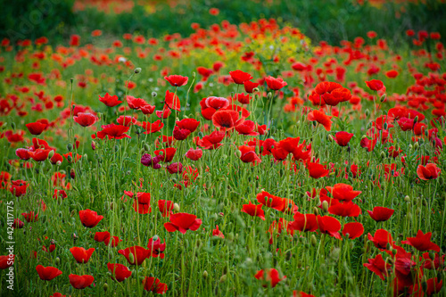 Flowers Red poppies blossom on wild field. Photo