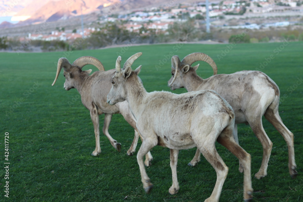 bighorn sheep in field near town