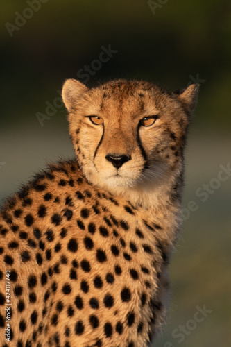 Photography Cheetah walks through long grass in savannah Acinonyx jubatus