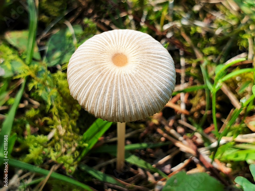 White mushroom parasola plicatilis growing in the grass in autumn.