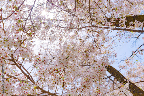 満開の桜　日本の風景