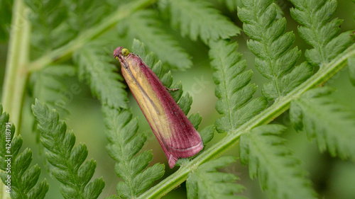 natural oncocera semirubella moth photo photo