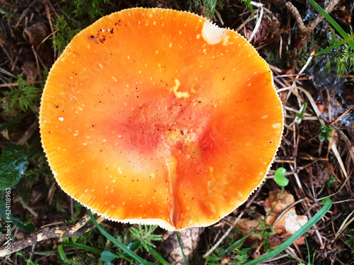 Top view of the orange cap of the mushroom amanita muscaria.