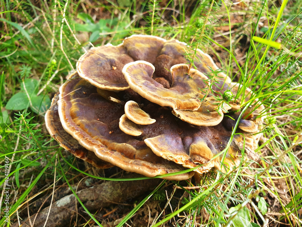 Brown mushroom phaeolus schweinitzii growing in green grass. Brown mushroom phaeolus schweinitzii growing in green grass.