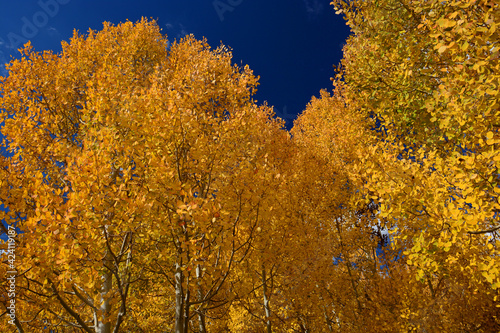 beautiful golden aspen leaves in autumn against a deep blue sky in the colorado rocky mountains near la veta pass