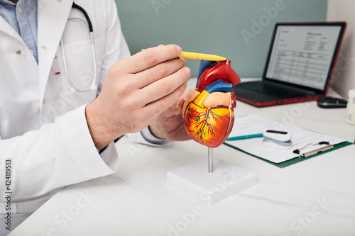 Doctor showing a structure and anatomy of a human heart using a medical teaching model of a heart, pointing with a pen to aorta photo