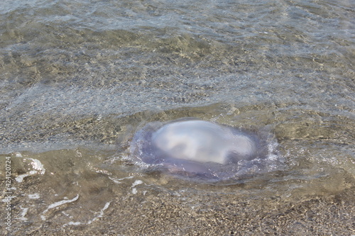 A jelly fish at Mediterranean coast. Medusa drifted to the beach in Marbella, Costa del Sol, Spain photo