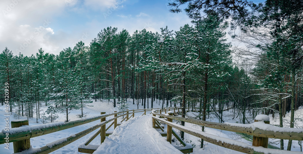 View of wooden path covered in snow among pine trees forest near sea coast during sunny winter day with blue sky and clouds. Walk in coniferous forest.