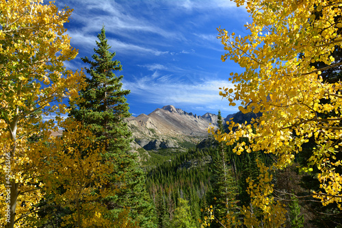 beautiful golden aspen trees with long's peak on a sunny fall day along the emerald lake trail in rocky mountain national park, near estes park.  colorado photo