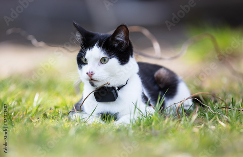 Tableau sur toile Small cat wearing gps tracker outdoors
