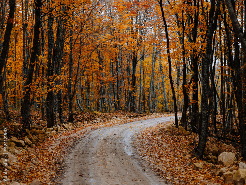 Fototapeta premium trail of yellow leaves autumn forest nature fresh air tall trees