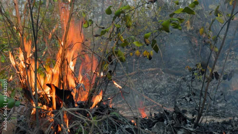 Forest fire disaster is burning caused by human Forest fire disaster is burning caused by human