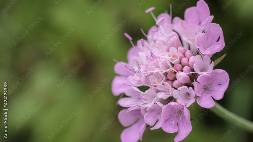 natural magenta Scabiosa columbaria flower photo natural magenta Scabiosa columbaria flower photo