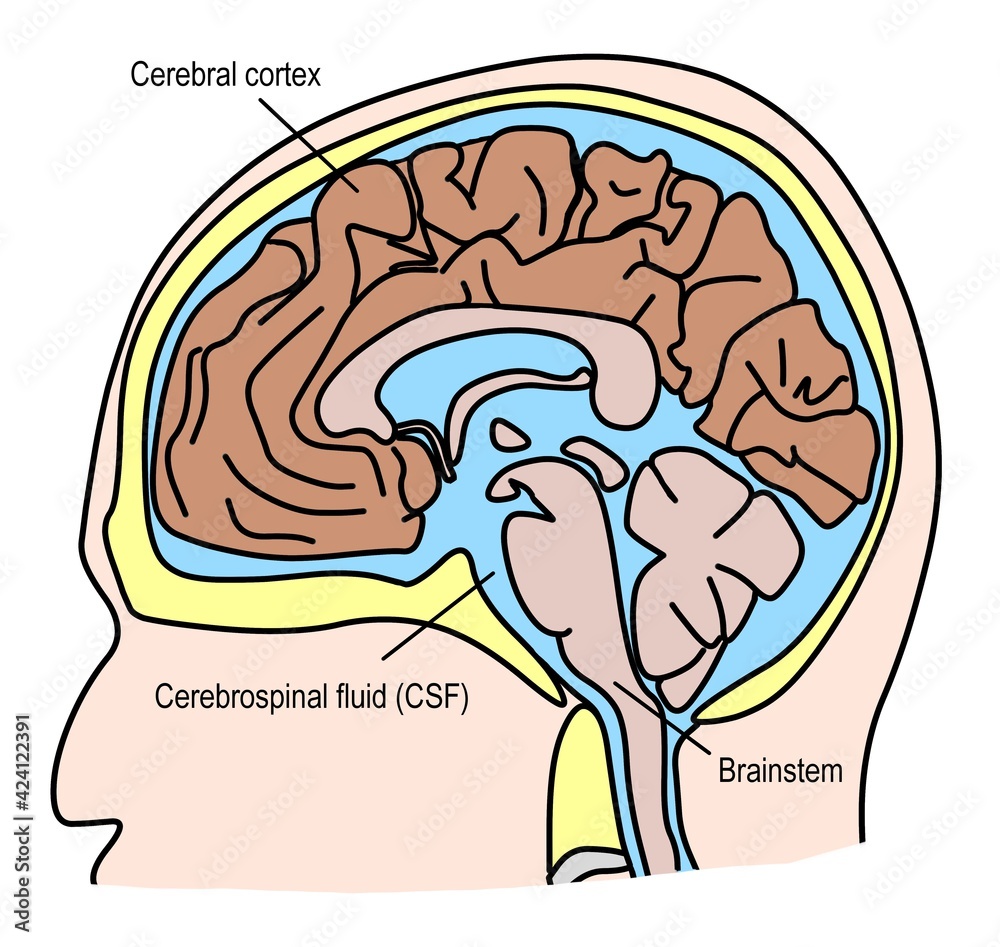 Human s Brain Anatomy And Cerebrospinal Fluid Stock Illustration removing-bayonet-transformer-fuses