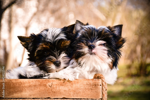  Couple of dogs in love togetherHappy dog nose ,Little Cute Yorkshire terrier puppyes .adorable dog, funny dog portrait in the garden photo