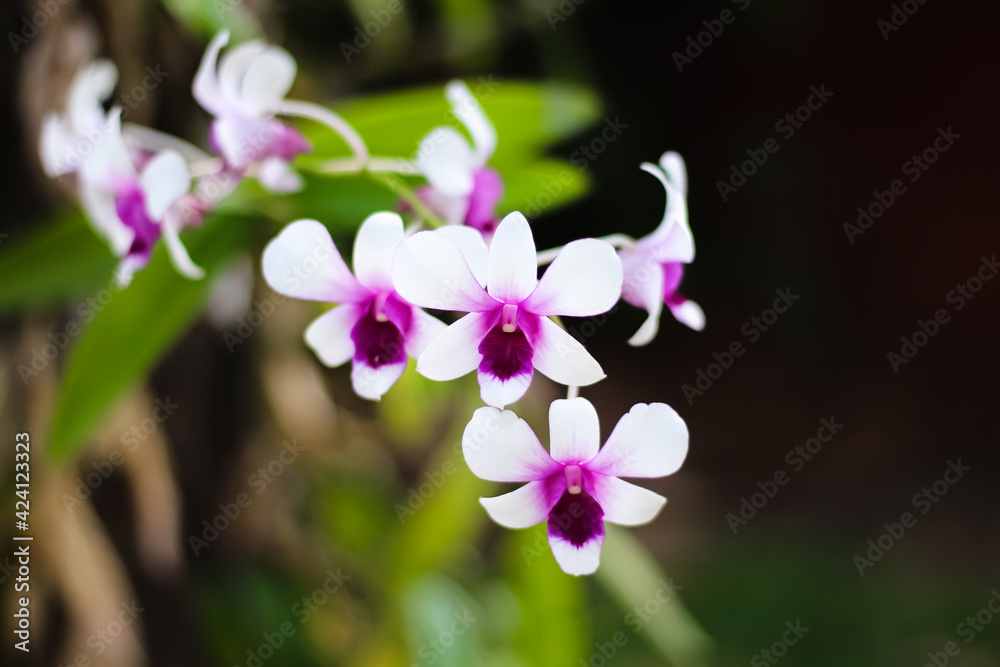 White orchids with purple striped blooming in nature garden background White orchids with purple striped blooming in nature garden background