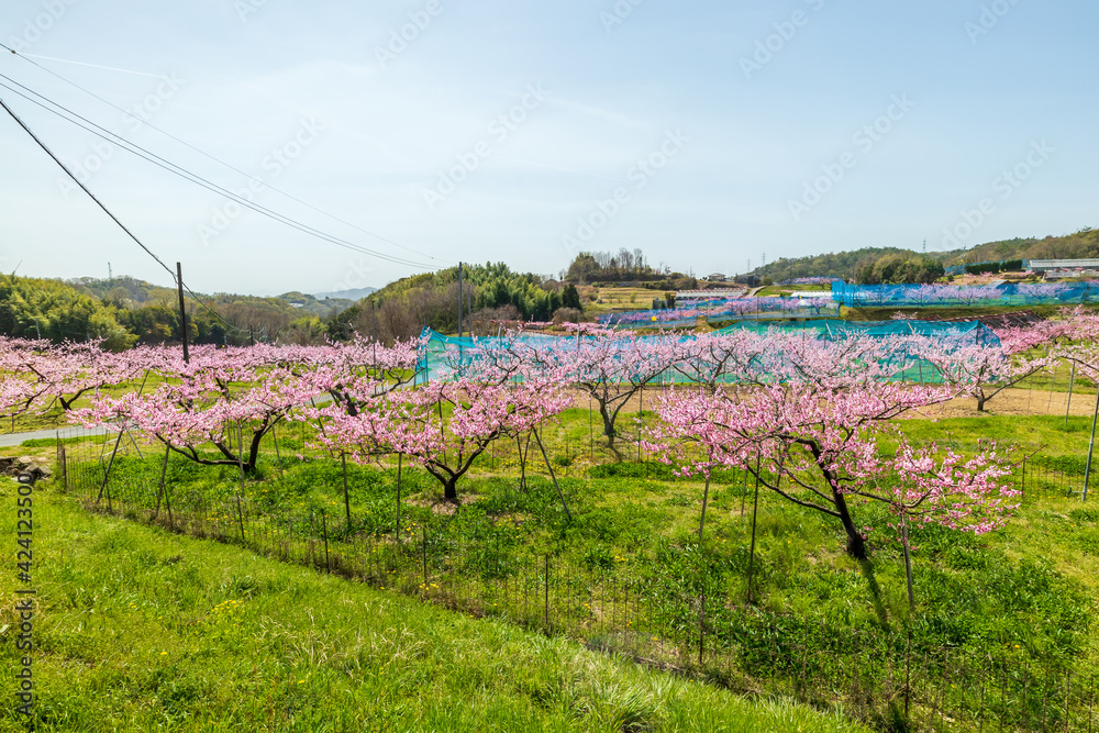 岡山の桃畑 桃の花