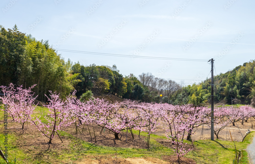 岡山の桃畑 桃の花