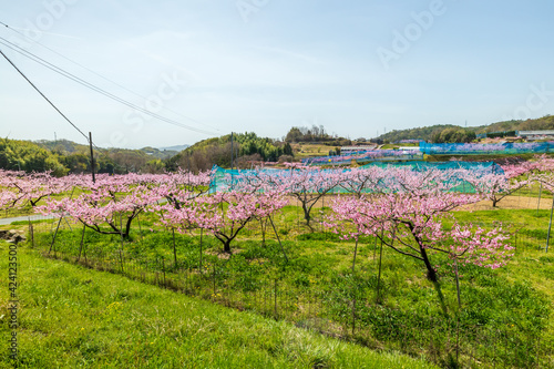Obraz na płótnie 岡山の桃畑 桃の花 w salonie