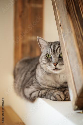 Tabby cat lying in a living room between beams 