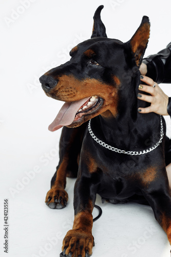 Photo portrait of domestic doberman laying on floor wearing silver chains on white background