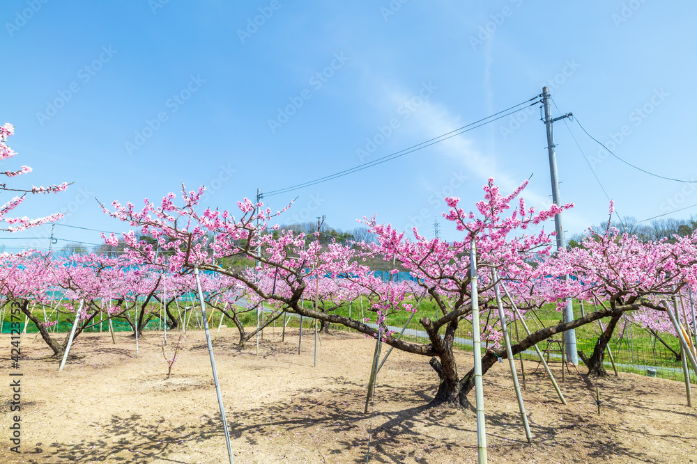 岡山の桃畑 桃の花