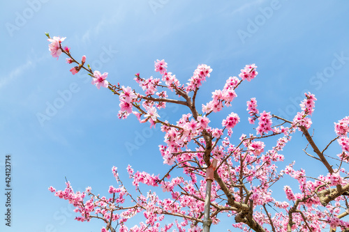 Obraz na płótnie 岡山の桃畑 桃の花 w salonie