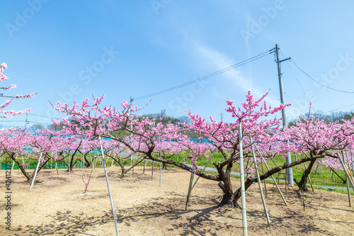 Obraz na płótnie 岡山の桃畑 桃の花 w salonie