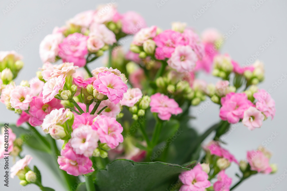 close up of pink kalanchoe close up of pink kalanchoe