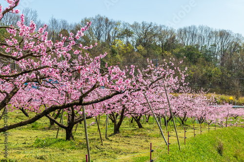 Obraz na płótnie 岡山の桃畑 桃の花 w salonie
