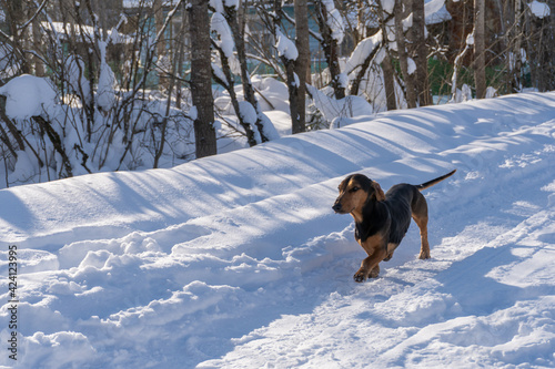 dog dachshund winter road in the country