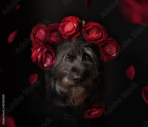 Black dog with crown of red roses on his head