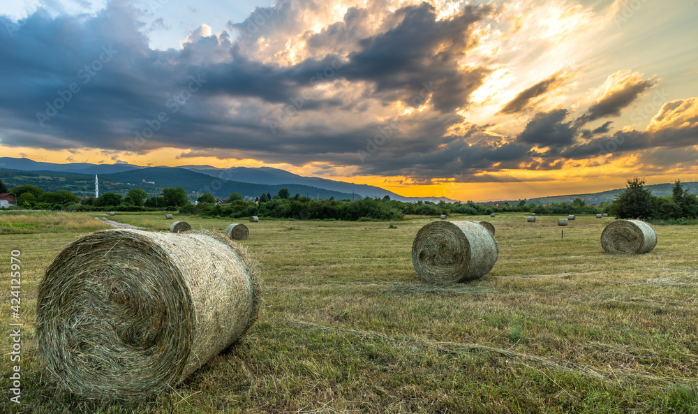 hay bales in the field