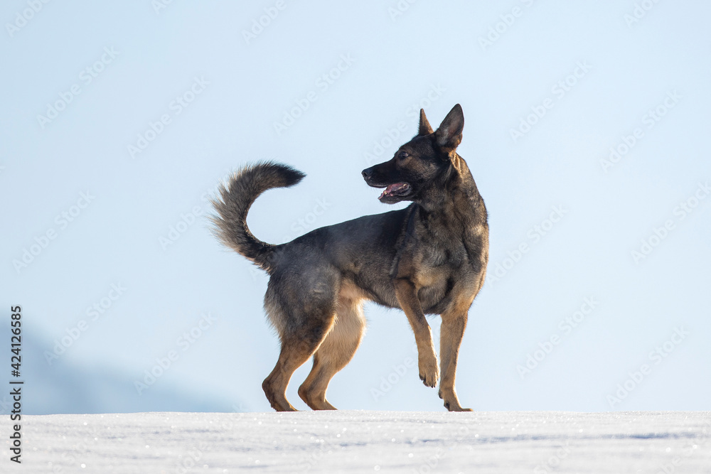 Naklejka premium Schäferhund auf der schneebedeckten Wiese, Österreich