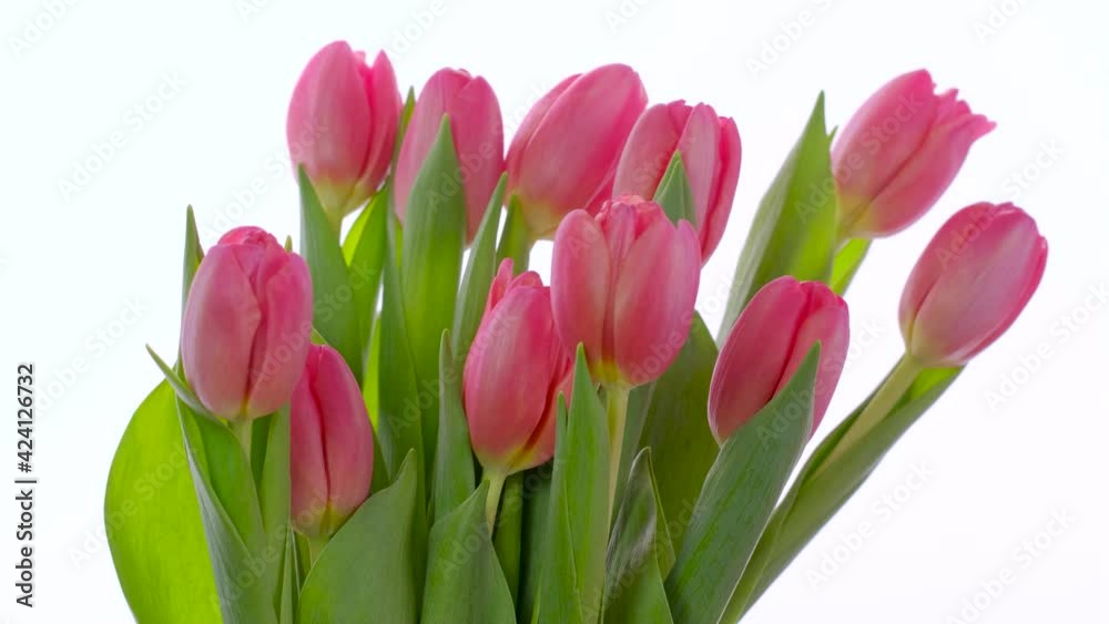 Bouquet of pink tulips on a white background. concept of spring and womens day, Mothers day, 8 March, Happy Easter, Valentines Day, Birthday. Fresh pink tulips. 4K resolution. Bouquet of pink tulips on a white background. concept of spring and womens day, Mothers day, 8 March, Happy Easter, Valentines Day, Birthday. Fresh pink tulips. 4K resolution.