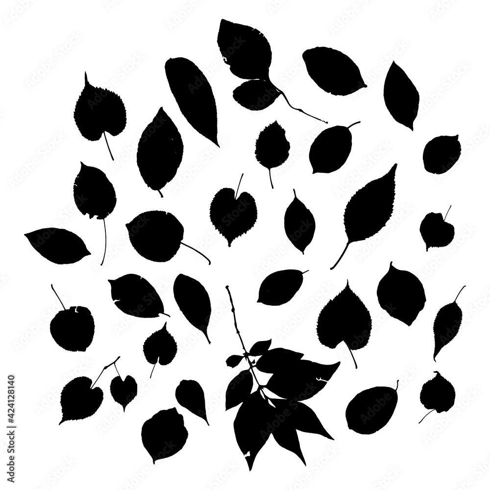 Fototapeta leaves collection oak maple birch apple tree rowan. nature scandinavian style background ink grunge texture. Nursery decor trend of the season, black silhouette isolated on white. Vector