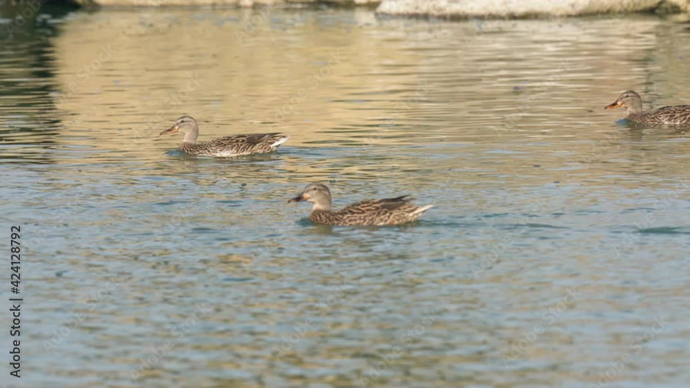 Ducks floating on water in the lake in city park in sunny day. Ducks floating on water in the lake in city park in sunny day.