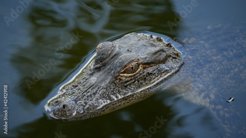 Close up of a baby American alligator's head sticking out of the water