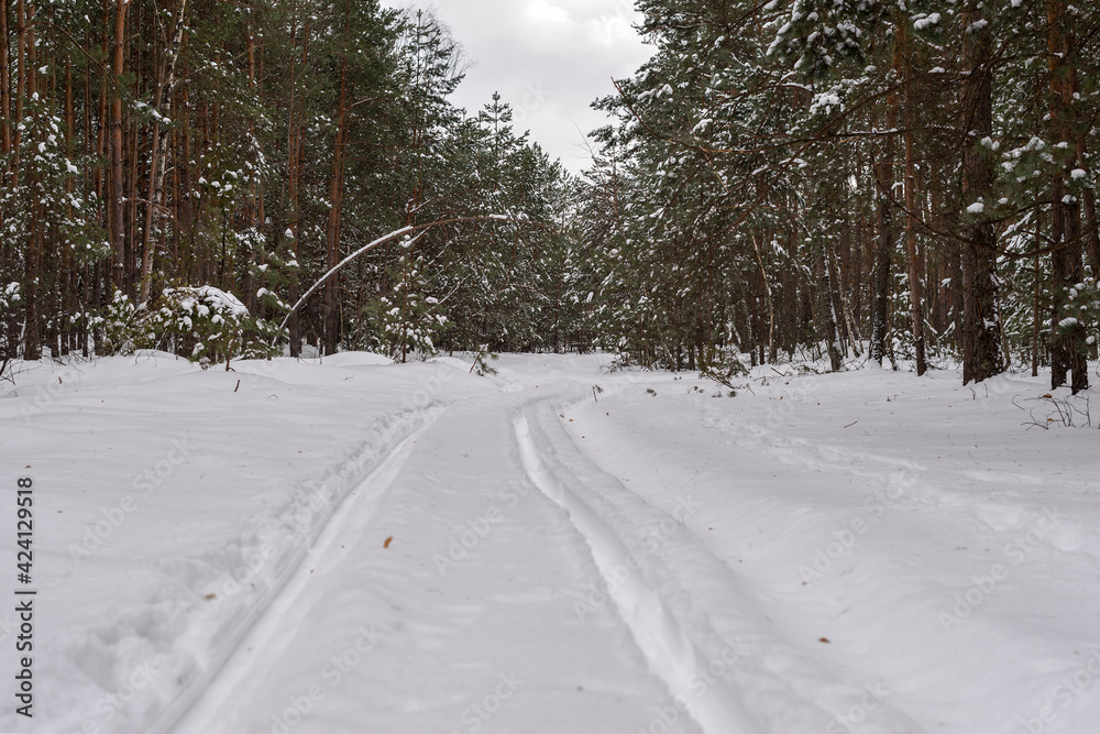 Sleigh traces on snow in the forest. Tracks of a sleigh in fresh snow Sleigh traces on snow in the forest. Tracks of a sleigh in fresh snow
