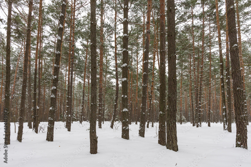 Snowy pine trees forest. Winter white forest with snow