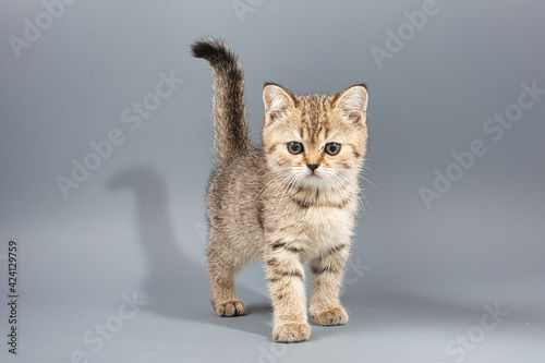 beautiful little british kittens on a gray background