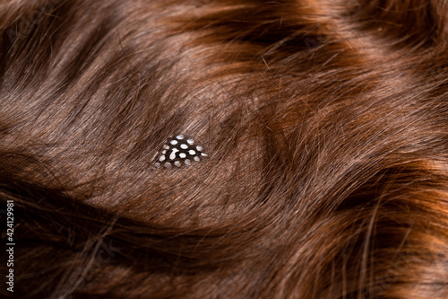 Feathers of different birds are woven into dark long hair on a white background