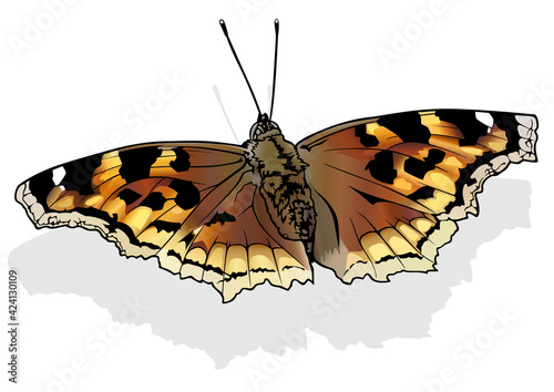 Compton Tortoiseshell - Beautiful Colorful Butterfly Isolated on White Background, Vector Illustration © Roman Dekan