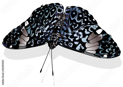 Red Cracker - Beautiful Butterfly Isolated on White Background, Vector Illustration