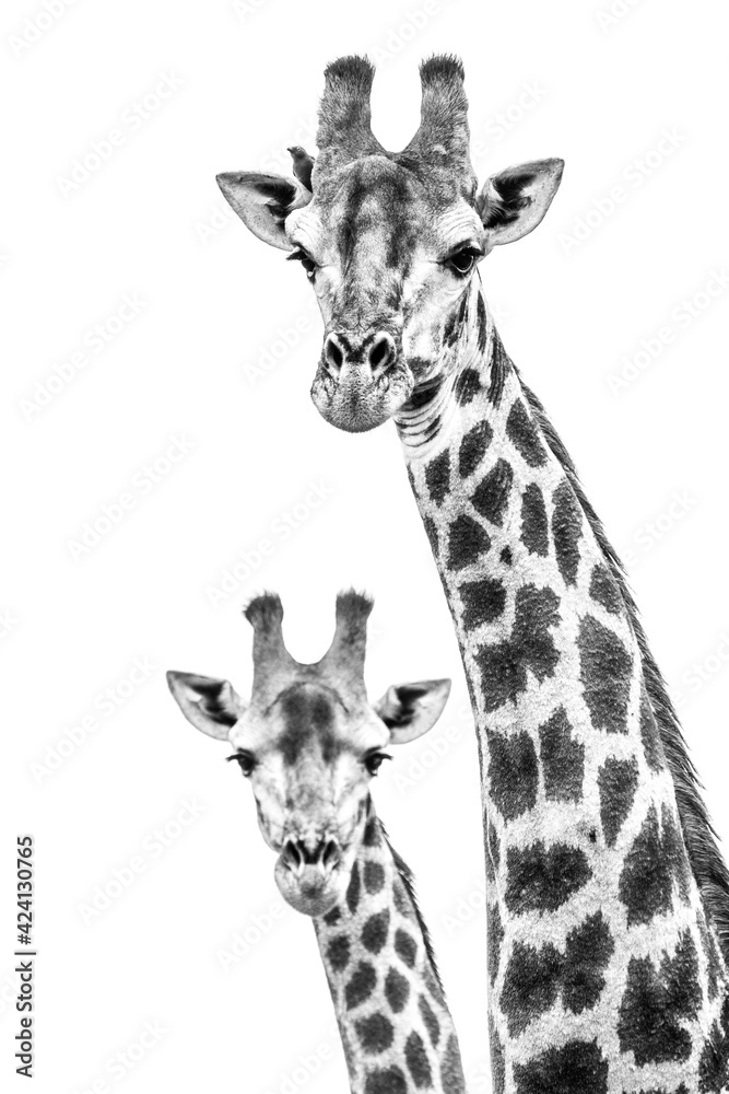 Isolated closeup of two male Giraffes looking into the camera, Greater Kruger, (black and white)